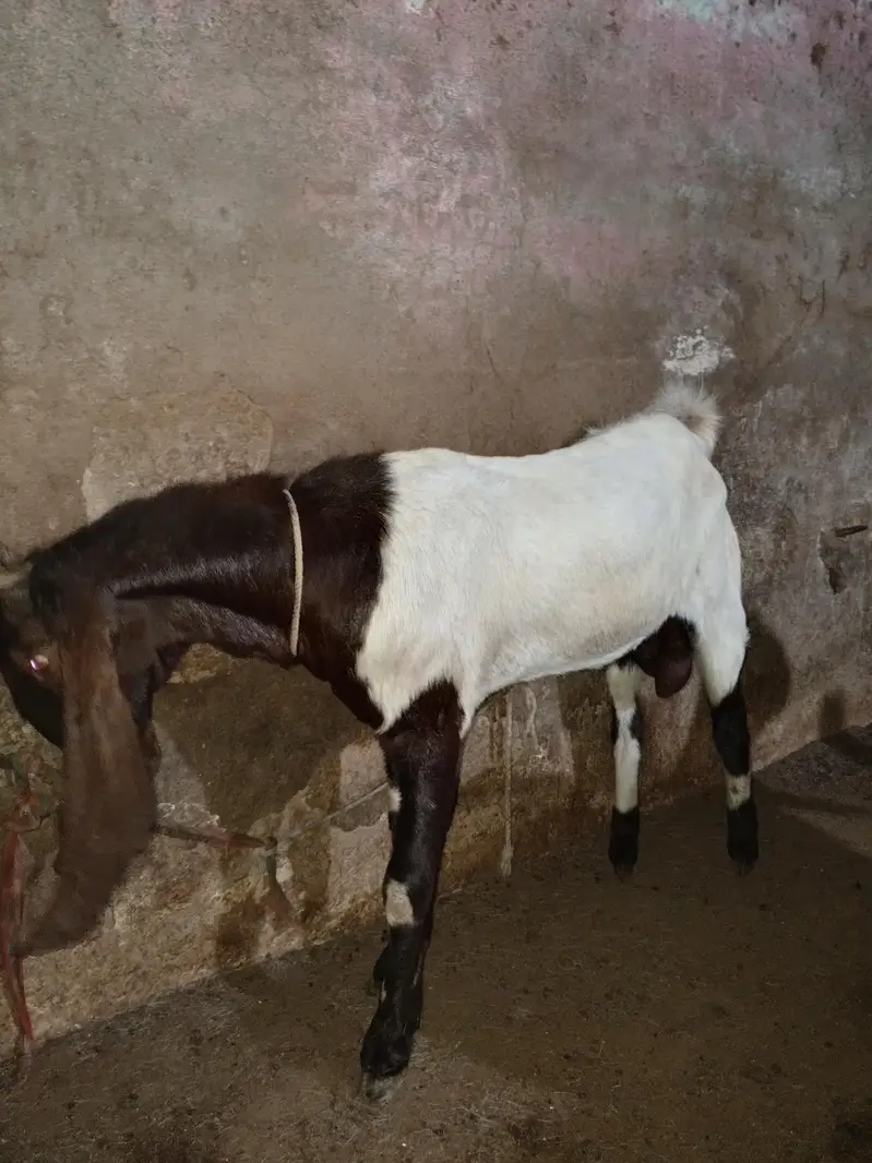 bakra — photo 3