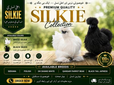 silkie hen