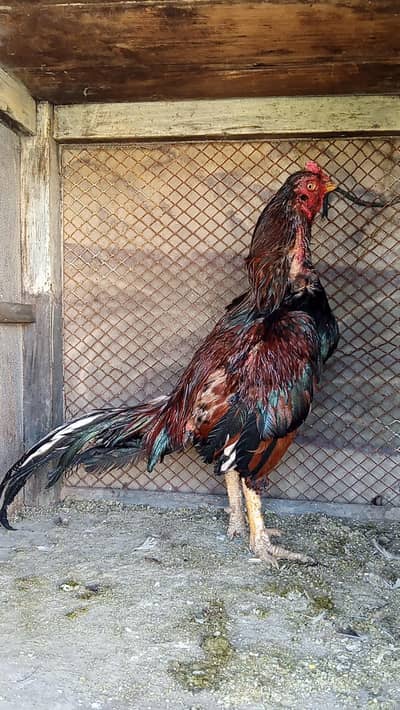 ZREO SIZE LAKHA PAIR