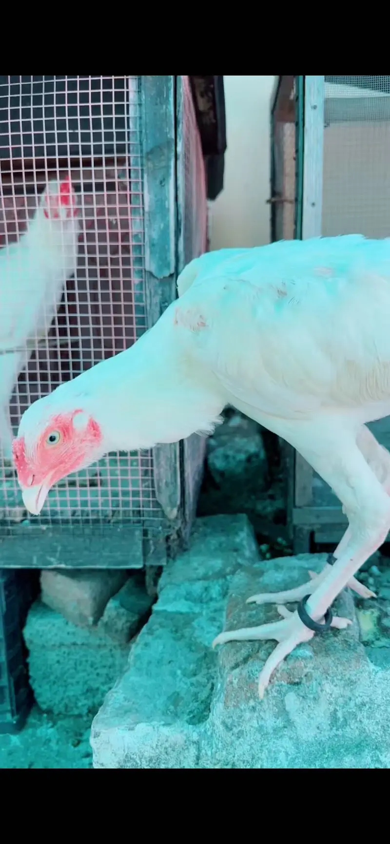 Hone breed Heera Paper white pathy available — photo 2