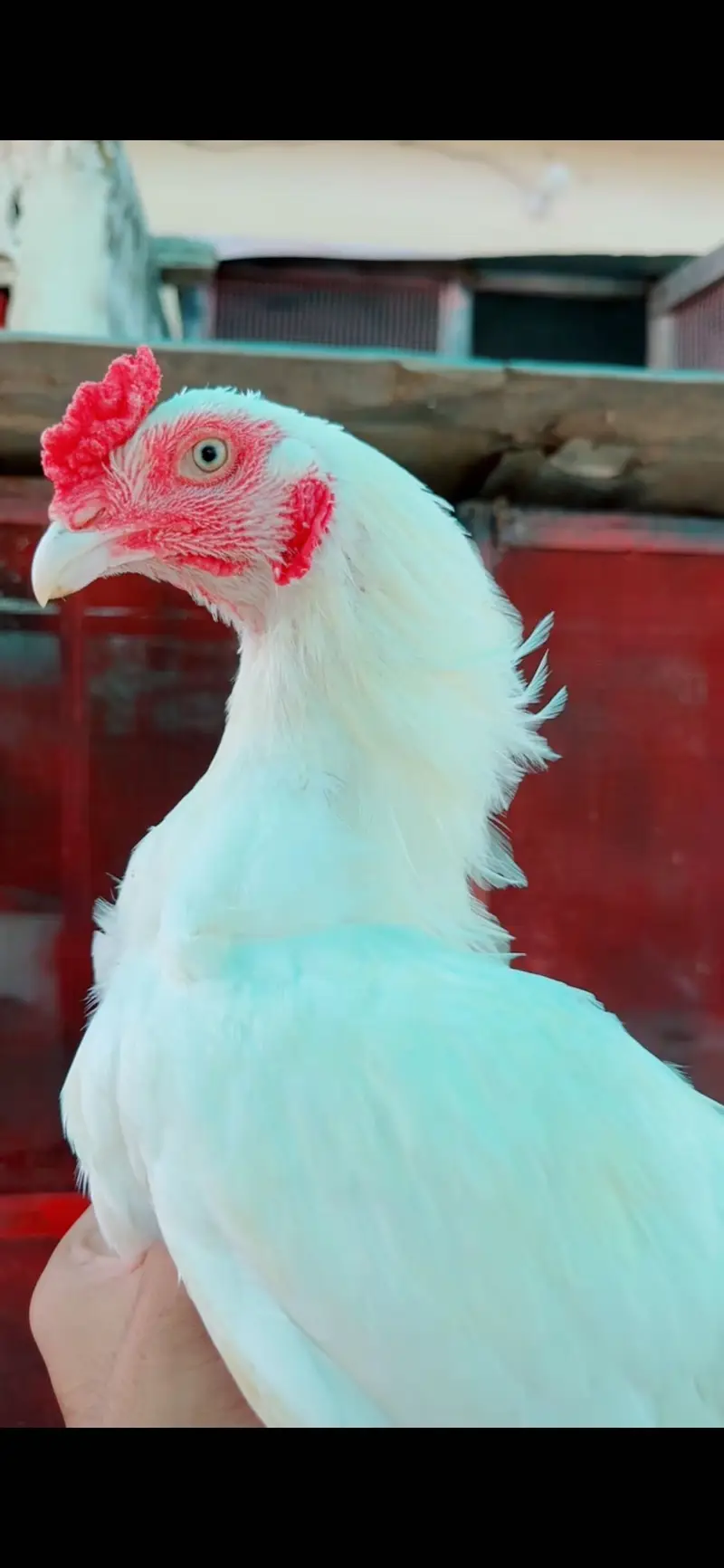 Hone breed Heera Paper white pathy available — photo 9