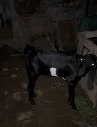 Boht hi khubsurat bakra for sale