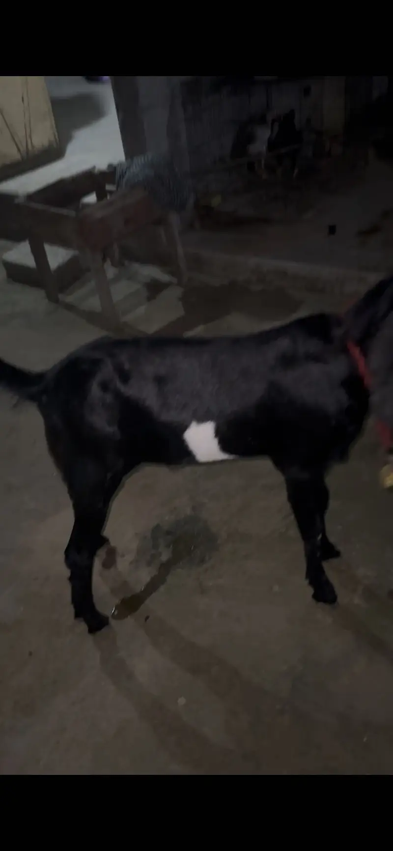 Boht hi khubsurat bakra for sale — photo 4