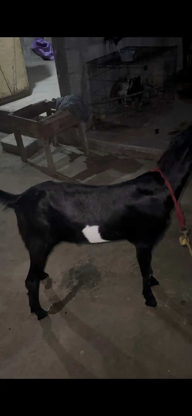 Boht hi khubsurat bakra for sale — photo 5