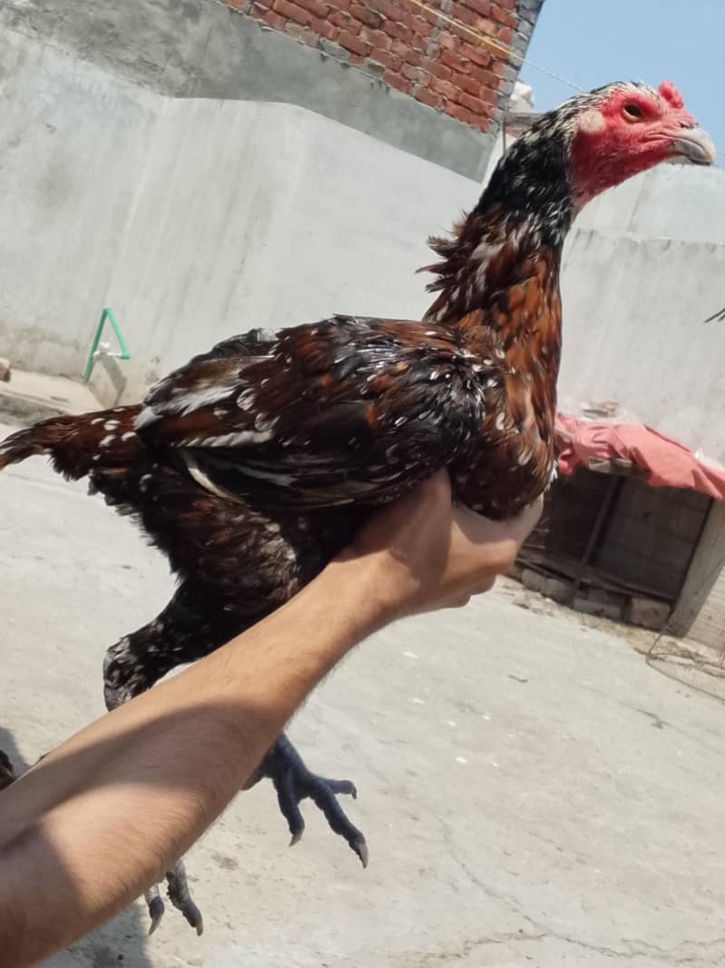 Thai aseel 1