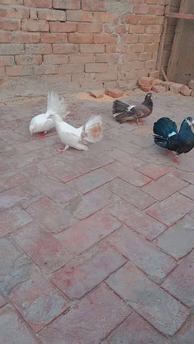 lucka kabootar 03020644806