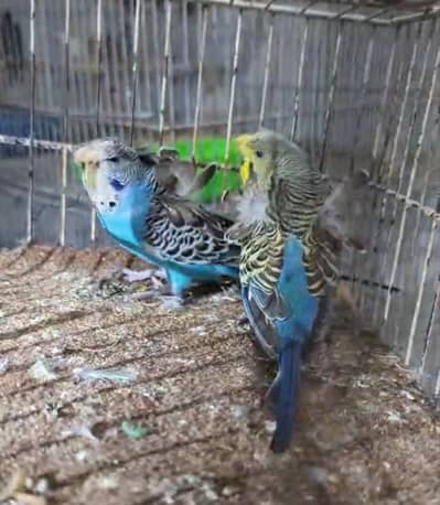 hogoromo, lovebirds cocktail,budgies and java pairs available
