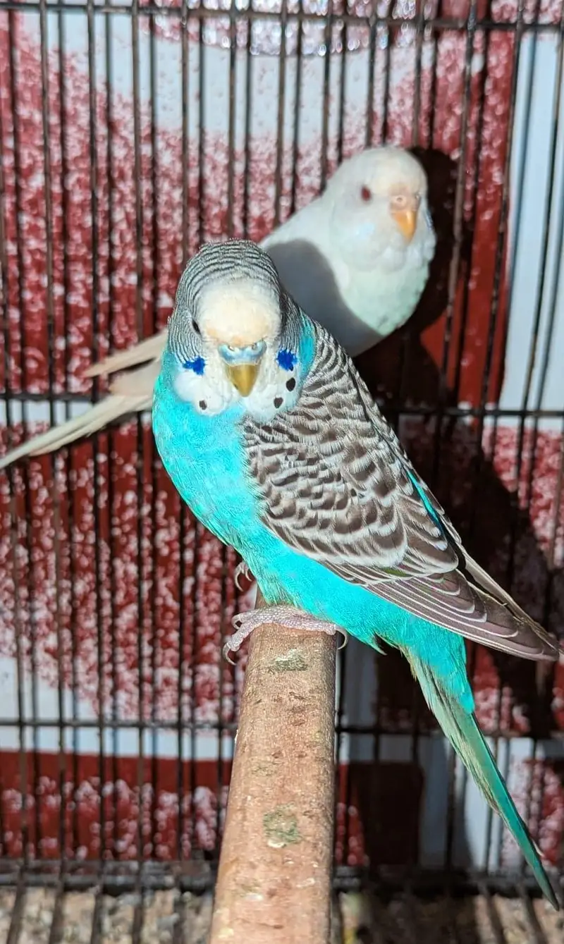 hogoromo, lovebirds cocktail,budgies and java pairs available — photo 2