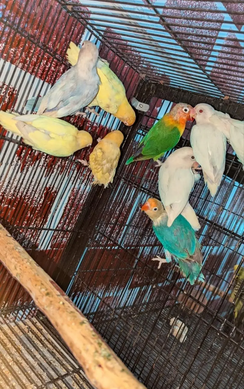 hogoromo, lovebirds cocktail,budgies and java pairs available — photo 3