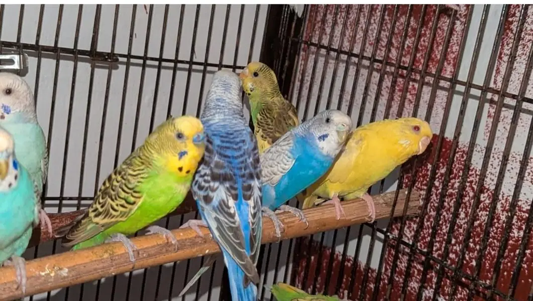 hogoromo, lovebirds cocktail,budgies and java pairs available — photo 4