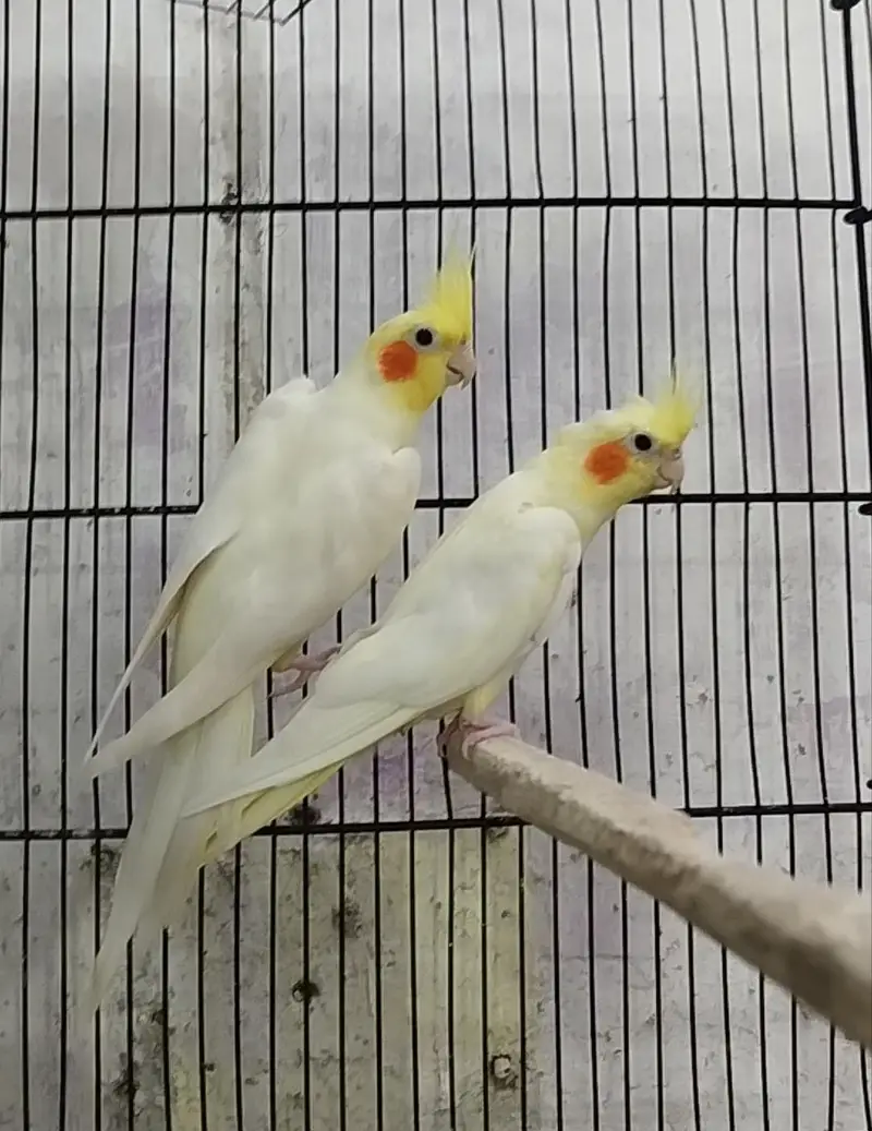 hogoromo, lovebirds cocktail,budgies and java pairs available — photo 5