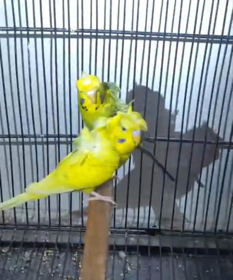 hogoromo, lovebirds cocktail,budgies and java pairs available — photo 6