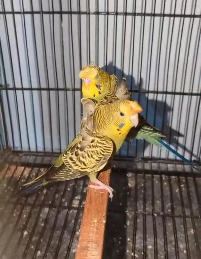 hogoromo, lovebirds cocktail,budgies and java pairs available — photo 7