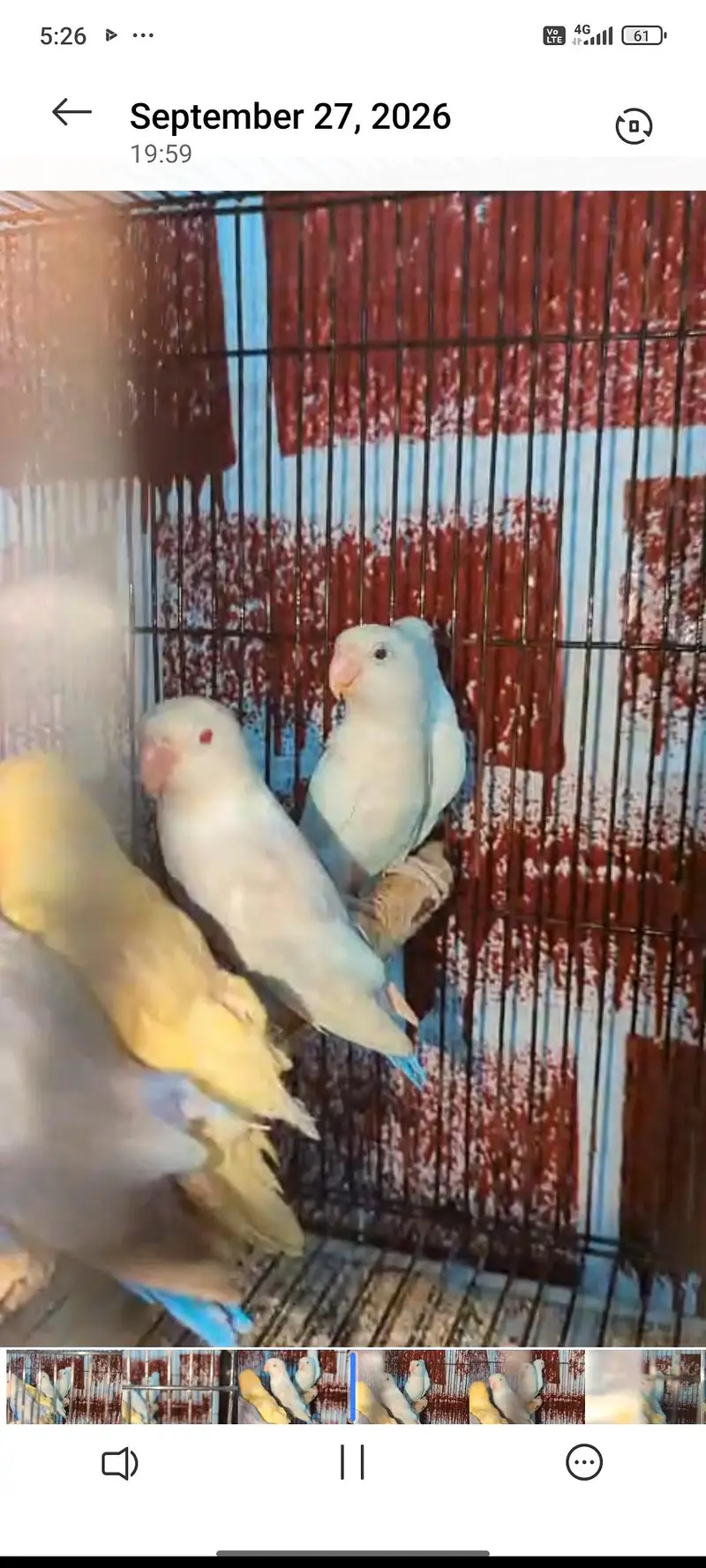 hogoromo, lovebirds cocktail,budgies and java pairs available — photo 8