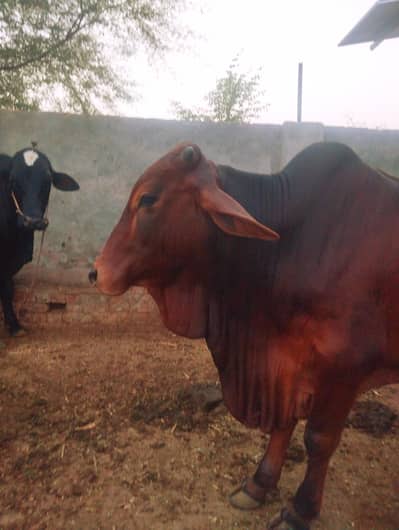 Sahiwal Nasal Bull — Available at Meat Price
