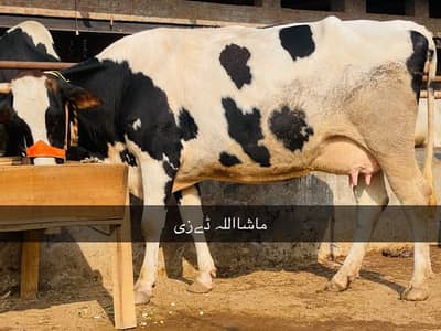 Hollister Friesian Cow for sale in Sargodha