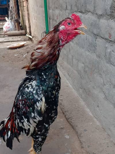 for sale
