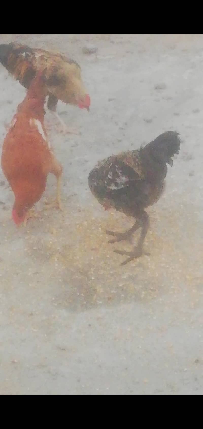 Dolden & mesri 2