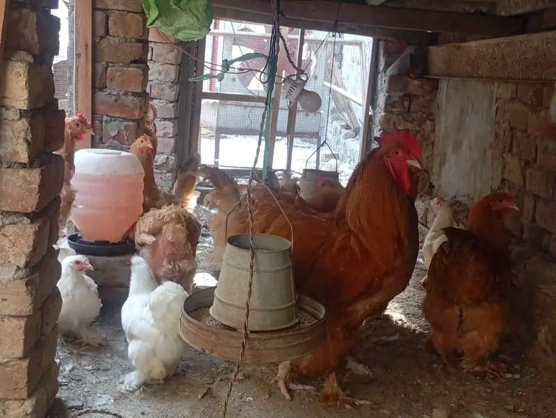 Golden Buff heavy Eggs — photo 2