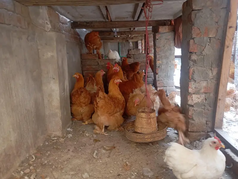 Golden Buff heavy Eggs — photo 4