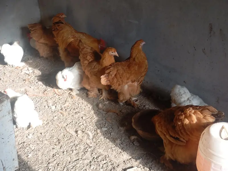 Golden Buff heavy Eggs — photo 5