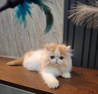 Persian kitten triple cot. for sale WhatsApp my 0346/46/44/0/37/