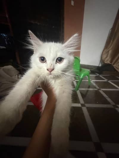 Persian cat