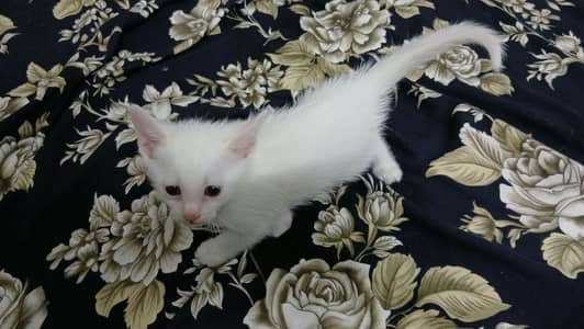 3 kittens for sale, Each 3000