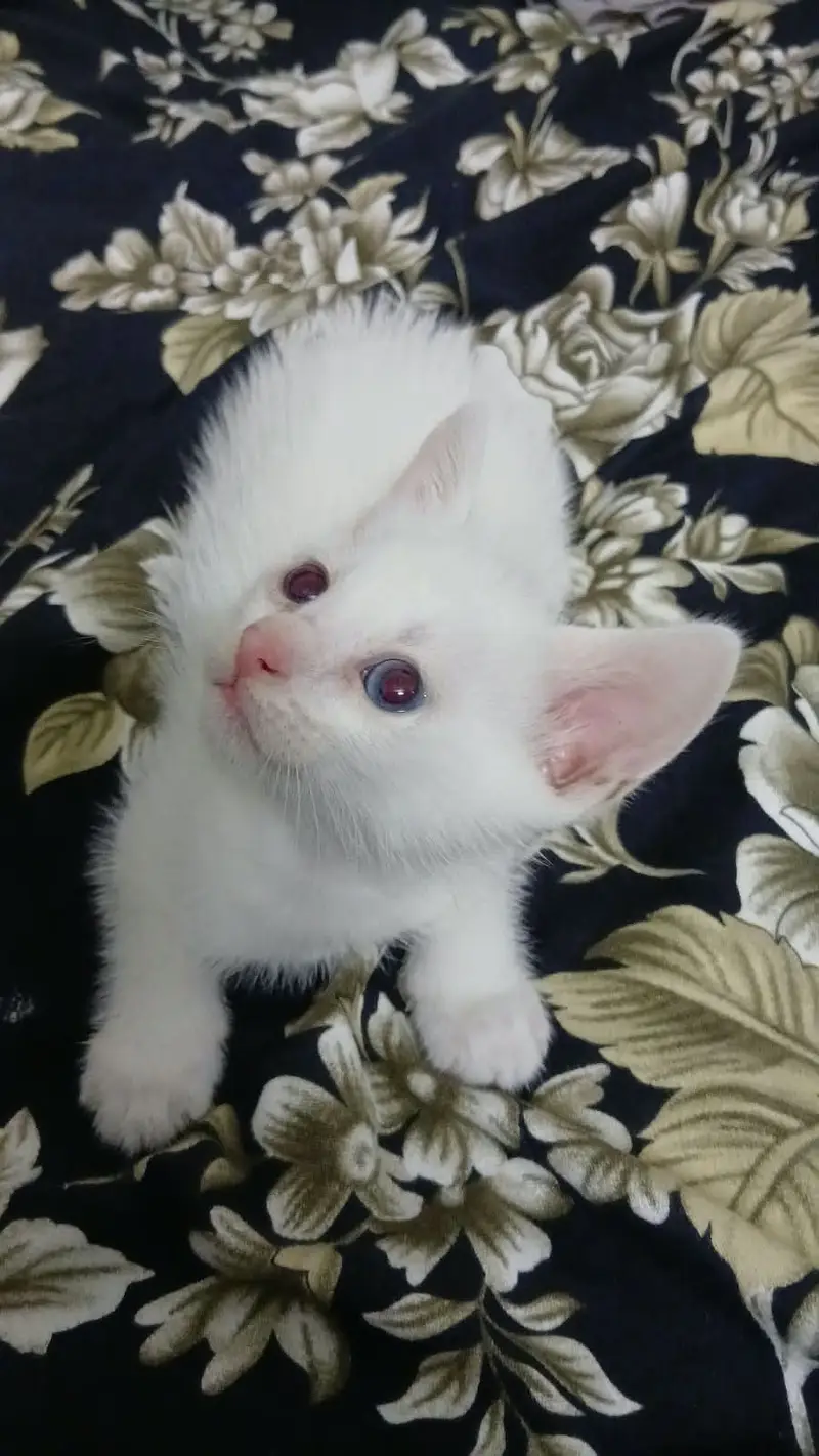 3 kittens for sale, Each 3000 — photo 2