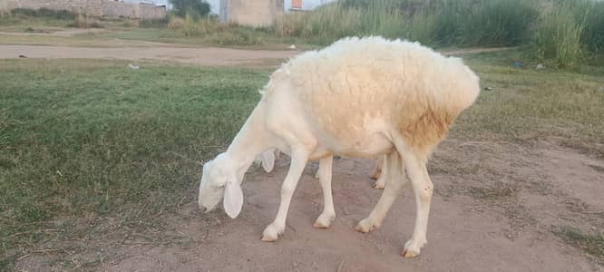 sheep