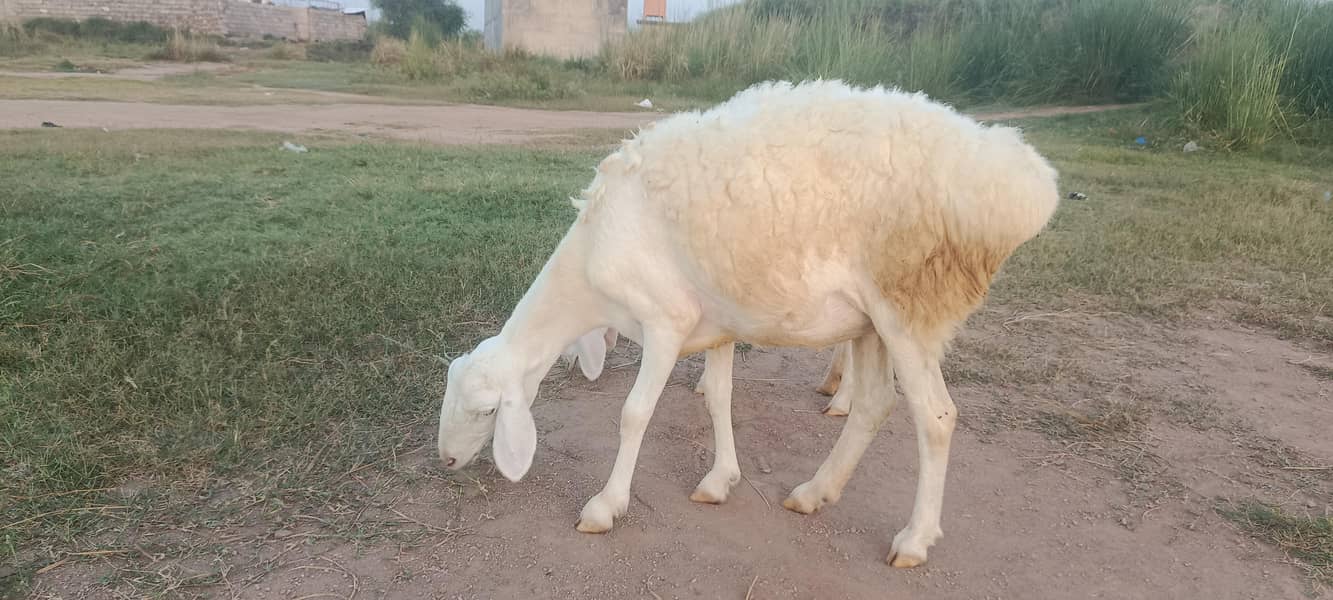 sheep 0