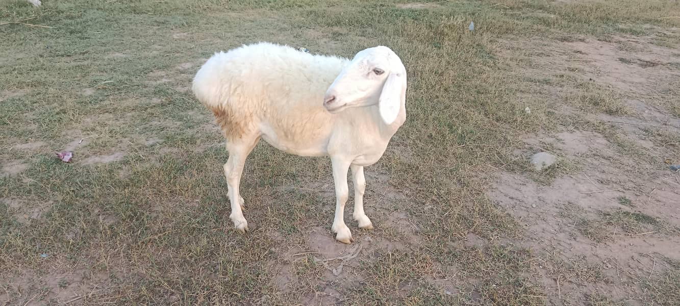 sheep 1