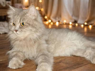 cat for sale persion