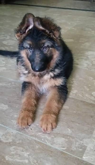 German Shepherd long coat puppies for sale my WhatsApp 0346/46/44/0/37