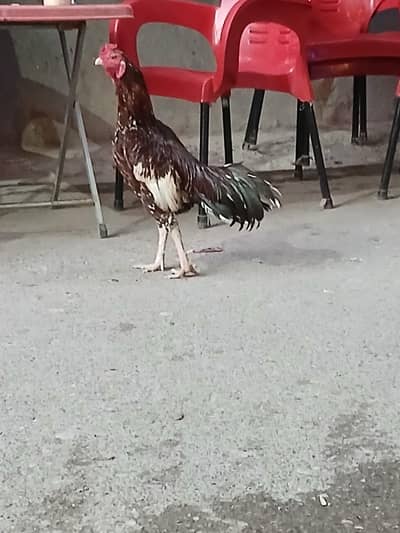 مرغاب