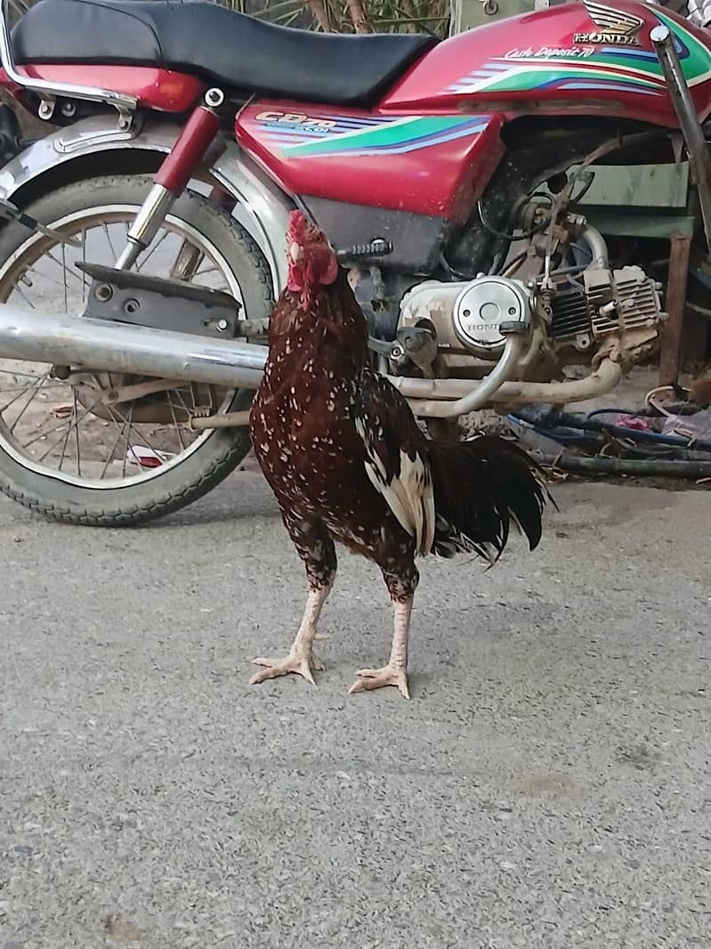 مرغاب 1