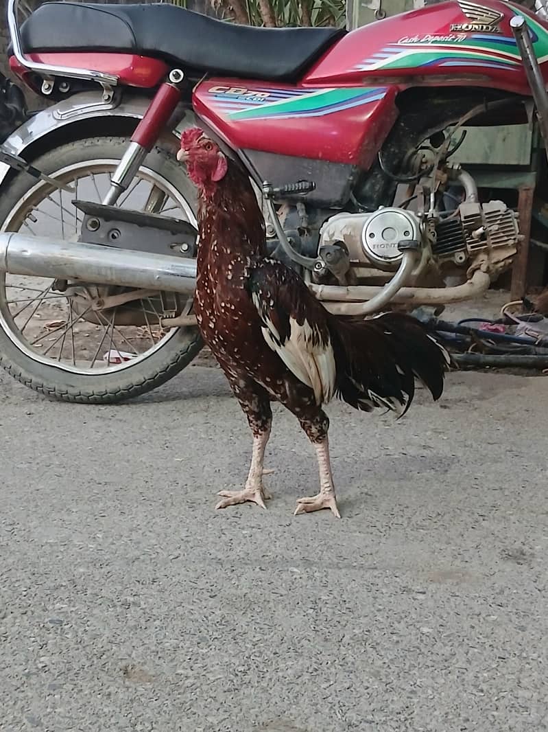 مرغاب 2