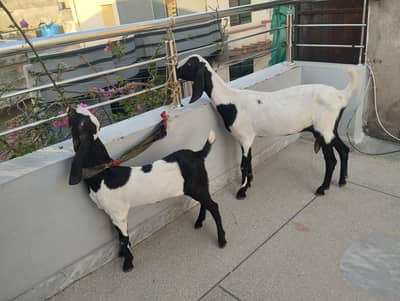 Goat with 4 months baby Path