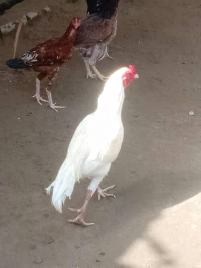 selling my white pure aseel murgha