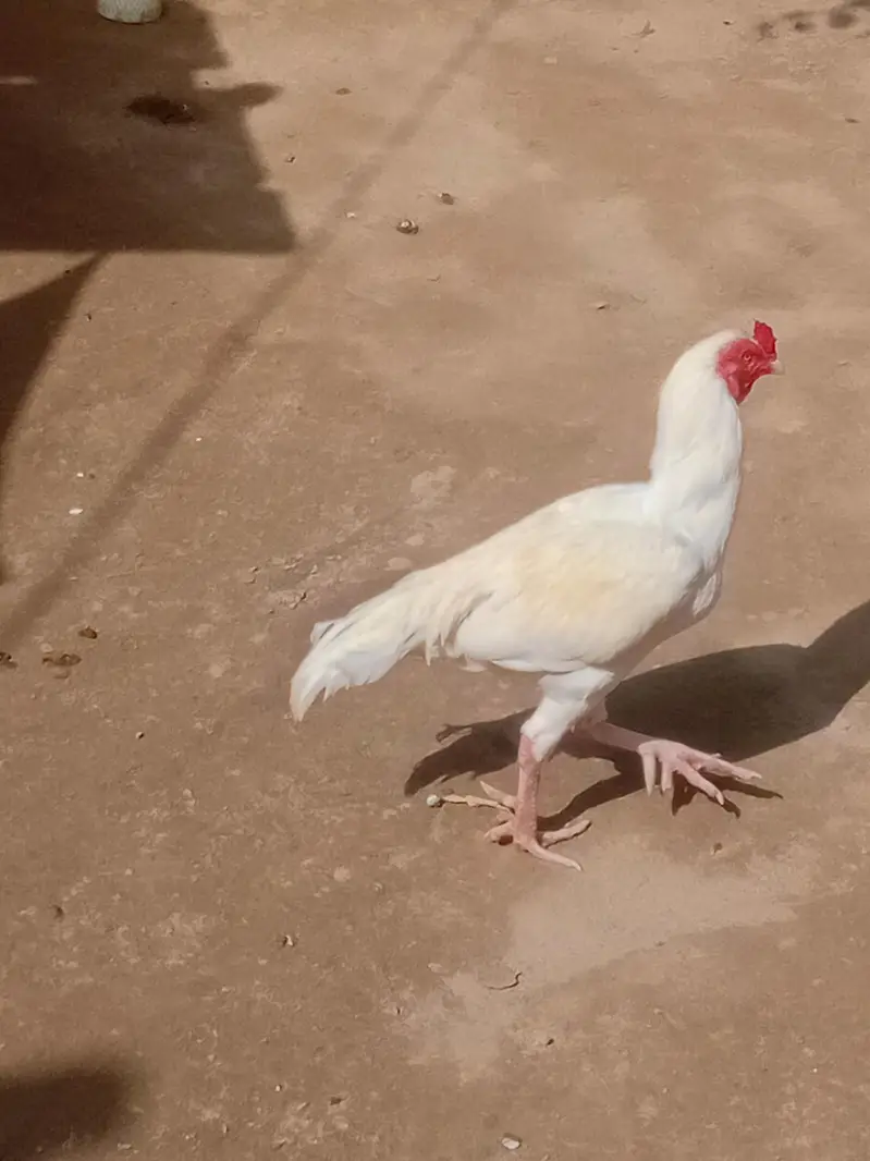 selling my white pure aseel murgha — photo 2
