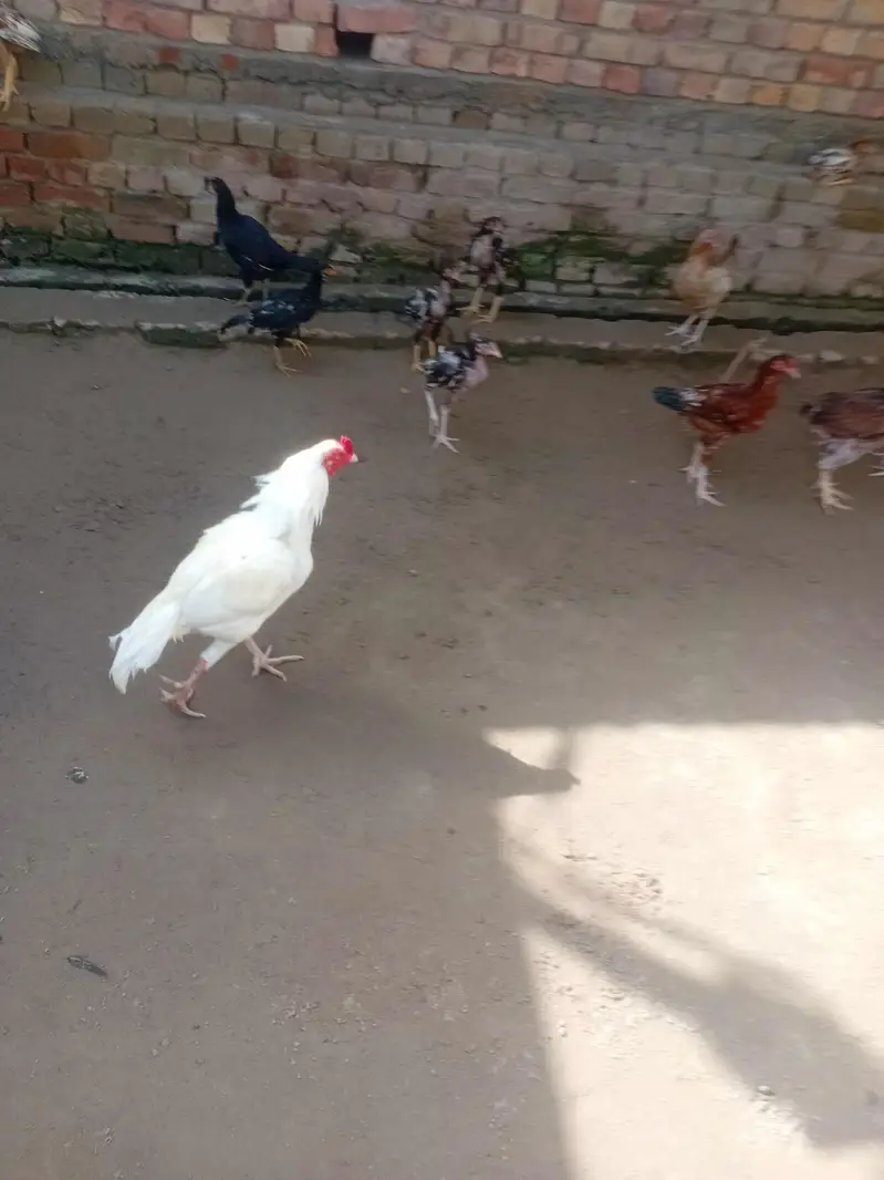 selling my white pure aseel murgha — photo 3