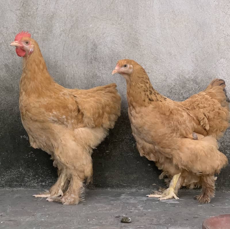 Golden buff pair 0
