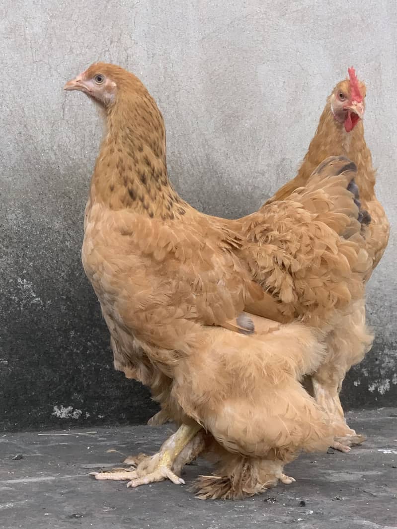 Golden buff pair 4