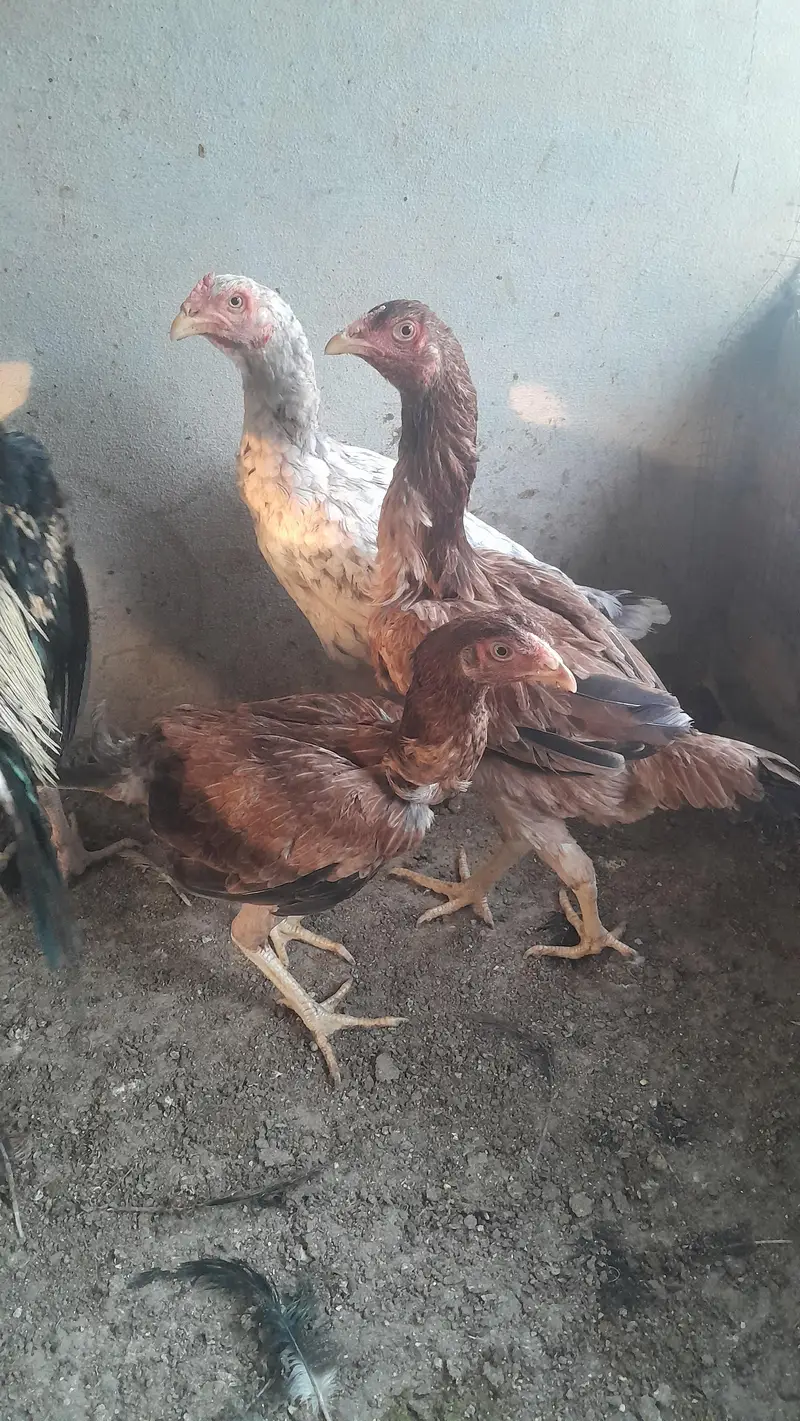Aseel Dasi Hens — photo 2