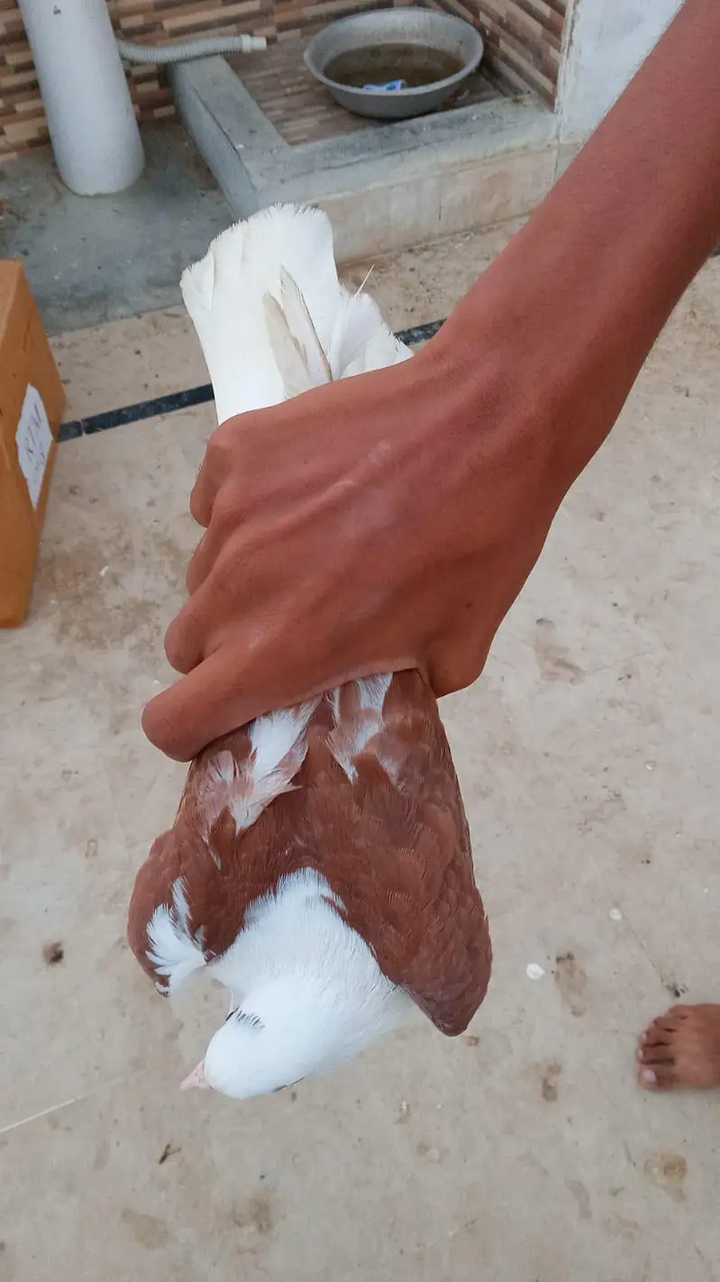 urgent kabootar sale karny hn — photo 2