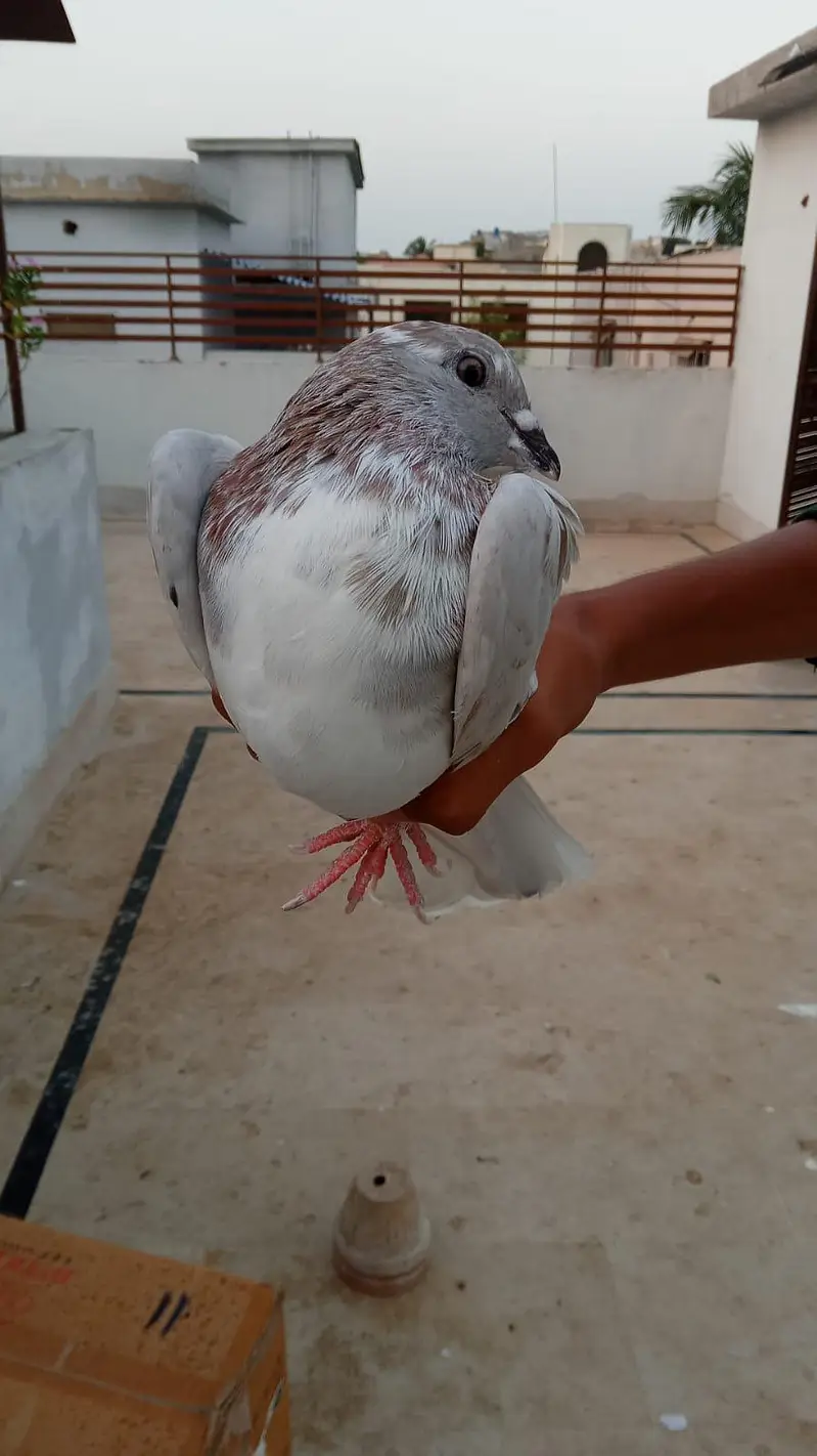 urgent kabootar sale karny hn — photo 4