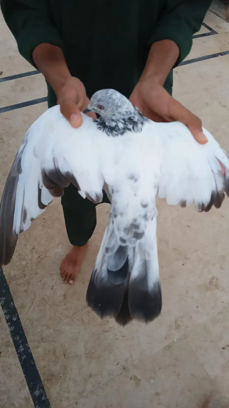 urgent kabootar sale karny hn — photo 5