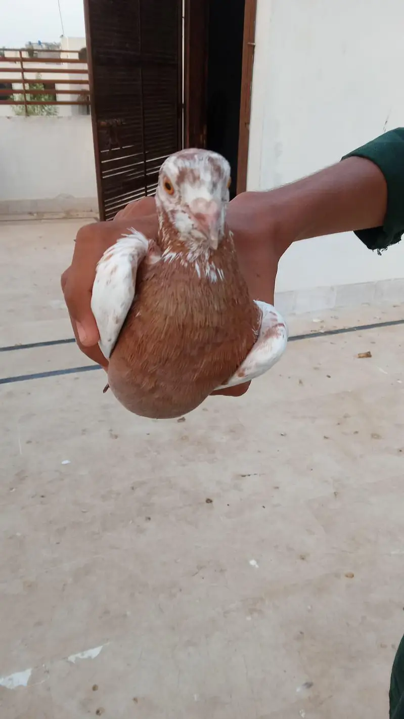 urgent kabootar sale karny hn — photo 6