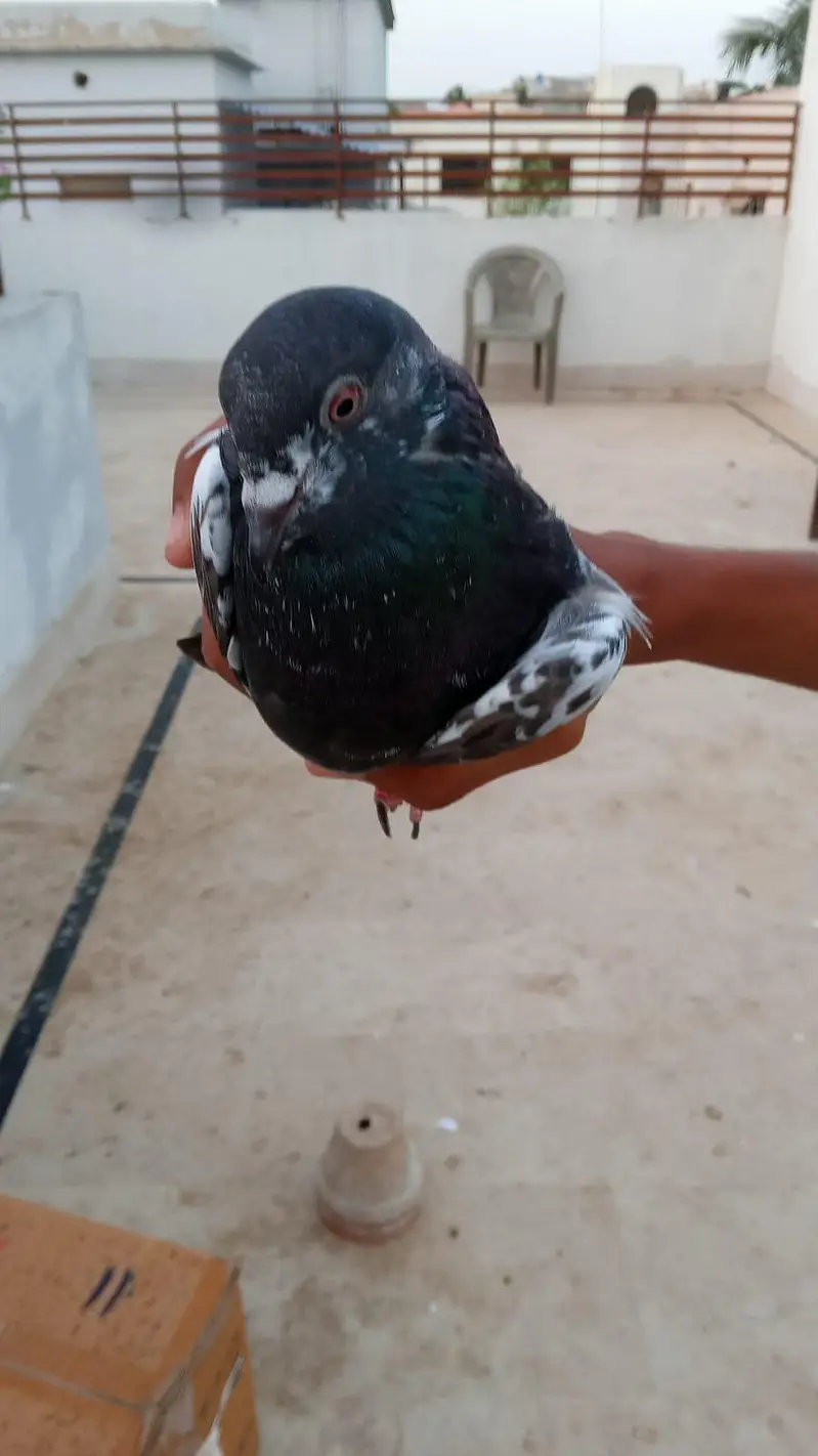 urgent kabootar sale karny hn — photo 7