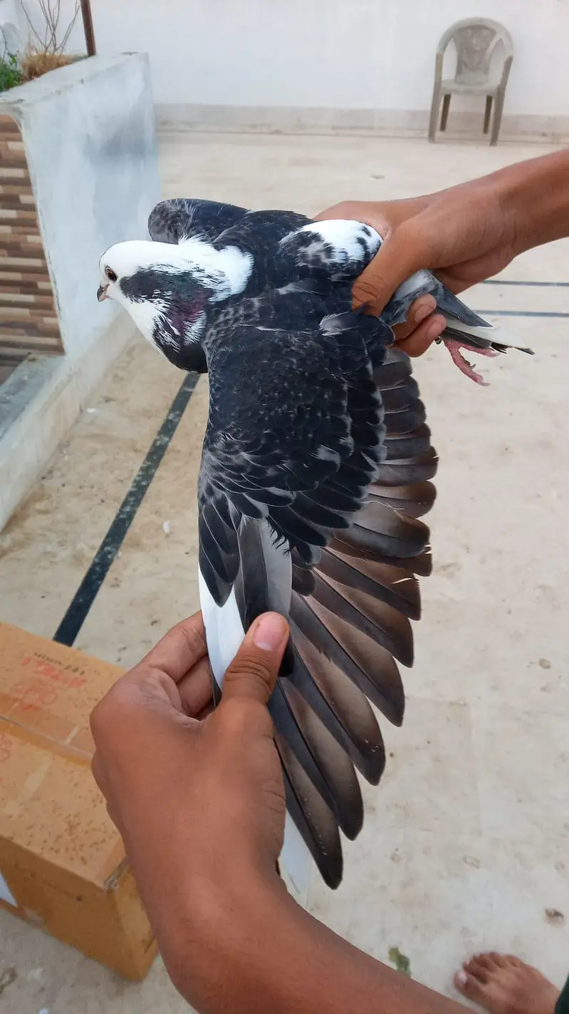 urgent kabootar sale karny hn — photo 8
